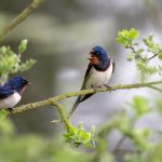 barn swallows, ornithology, migratory birds-8022044.jpg